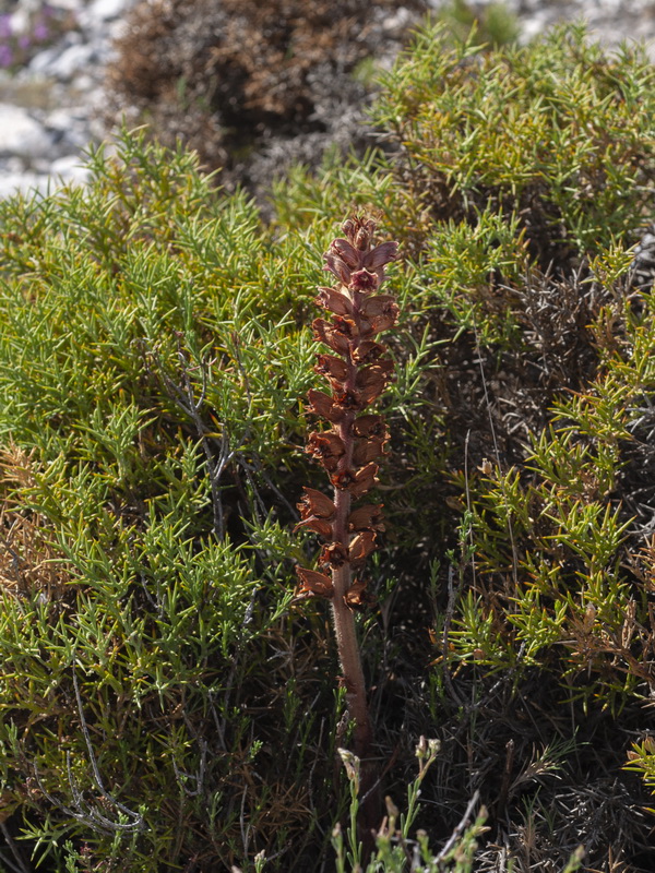 Orobanche gracilis deludens.04