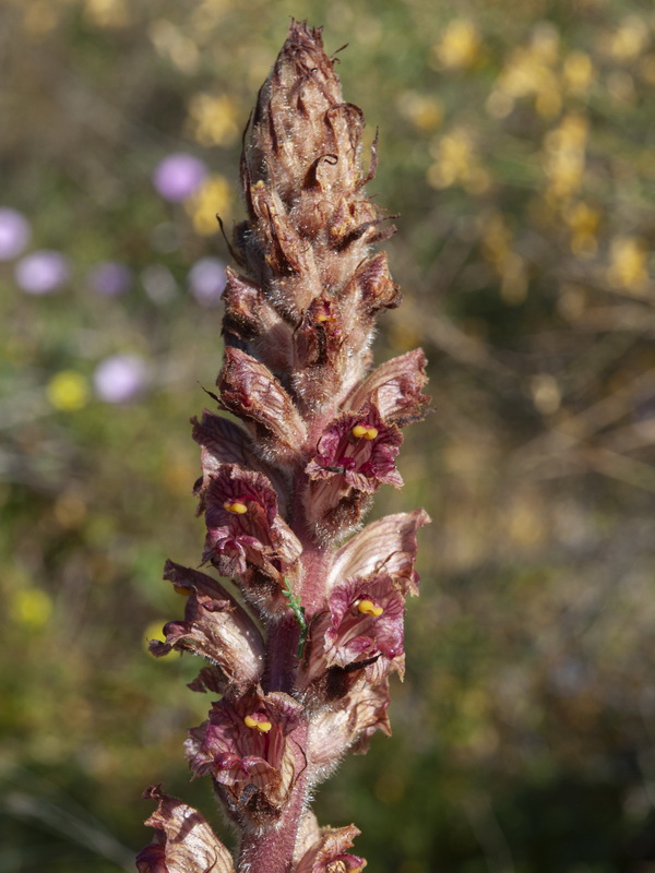 Orobanche gracilis deludens.07