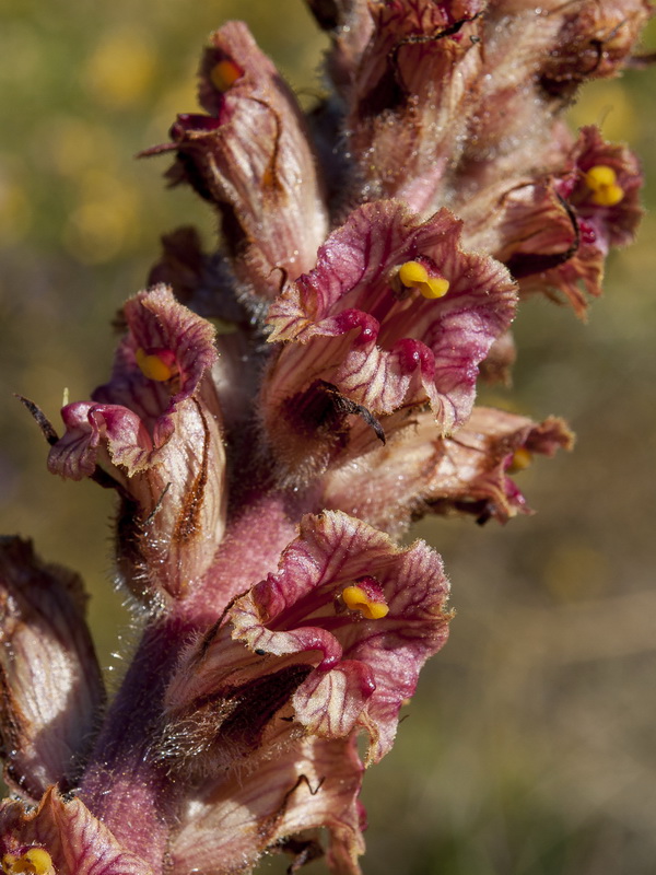 Orobanche gracilis deludens.11