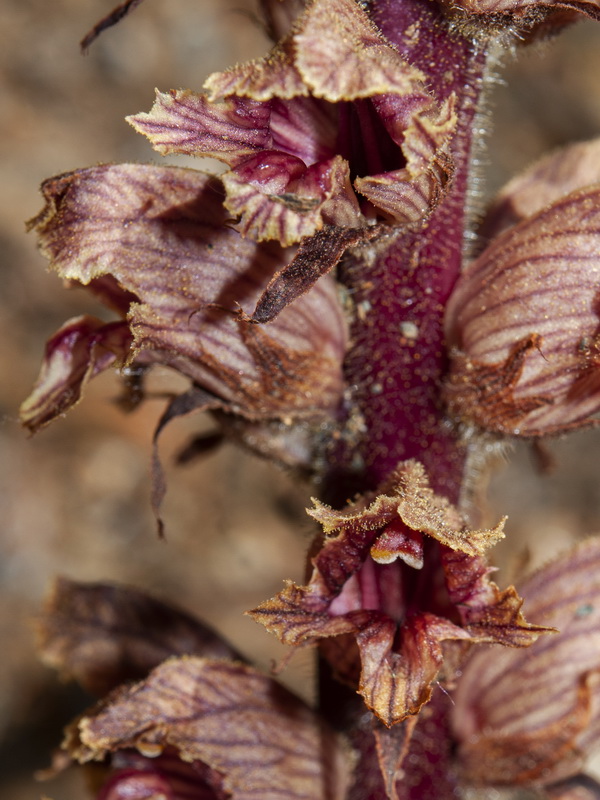 Orobanche gracilis deludens.16