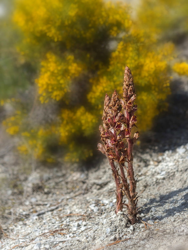 Orobanche gracilis gracilis.01