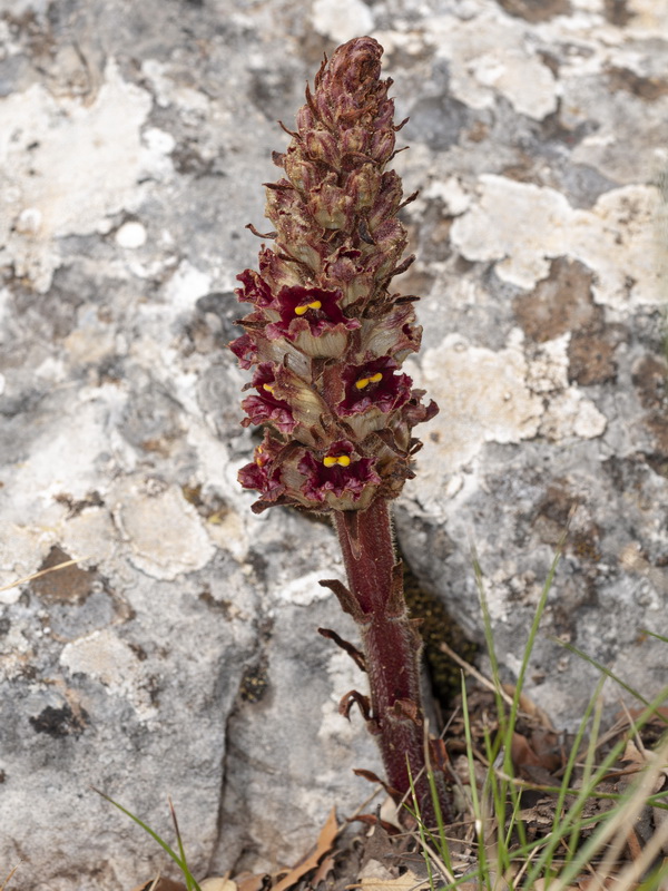 Orobanche gracilis gracilis.02