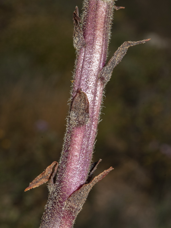 Orobanche gracilis gracilis.06