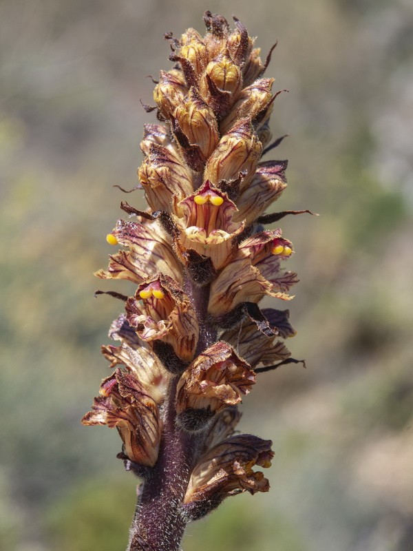 Orobanche gracilis gracilis.08