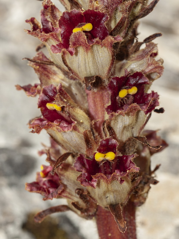 Orobanche gracilis gracilis.12