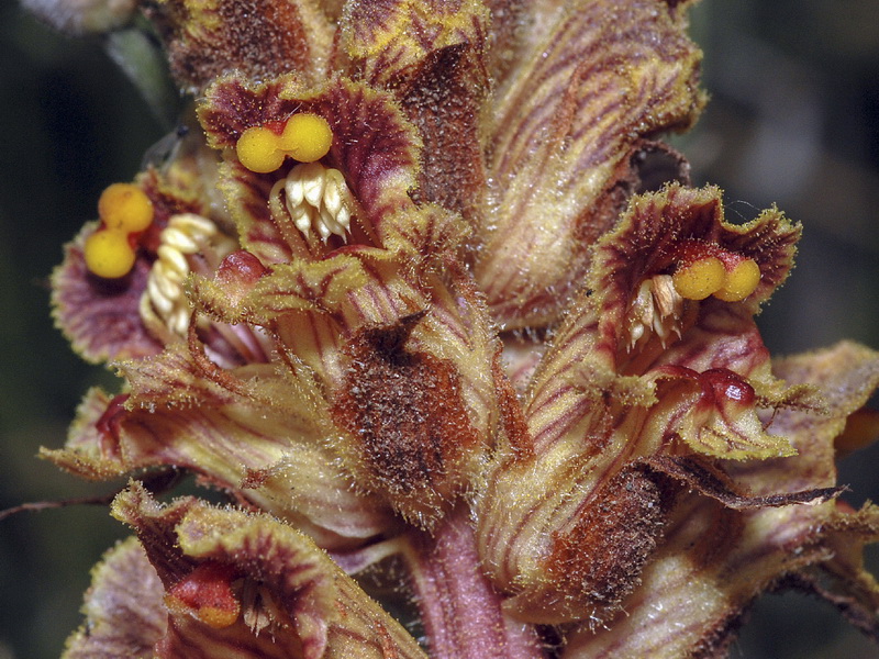 Orobanche gracilis gracilis.13