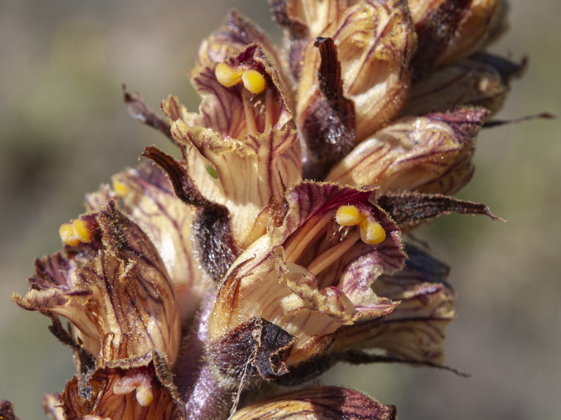 Orobanche gracilis gracilis.16