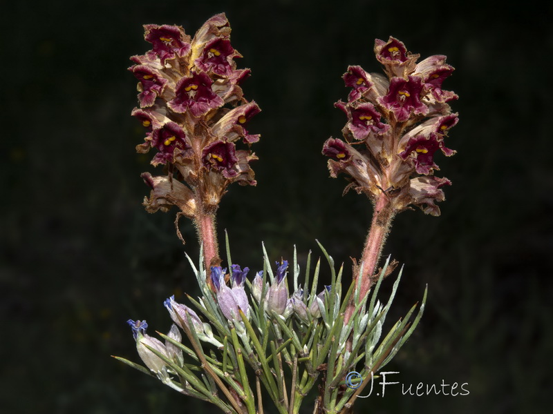 Orobanche gracilis gracilis.18