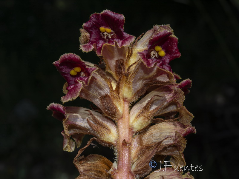 Orobanche gracilis gracilis.19