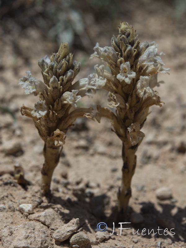 Orobanche gypsogena.02