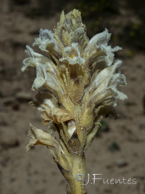 Orobanche gypsogena.03