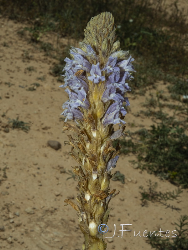 Orobanche gypsogena.04