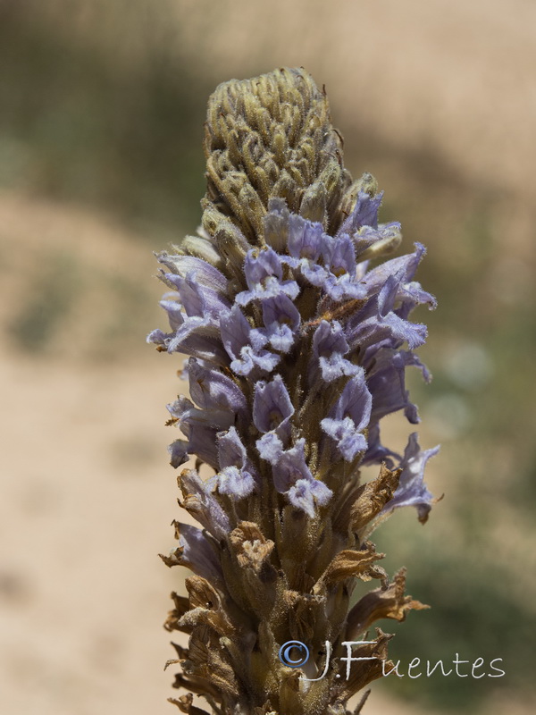 Orobanche gypsogena.05