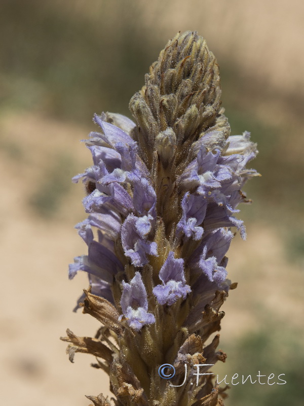 Orobanche gypsogena.06