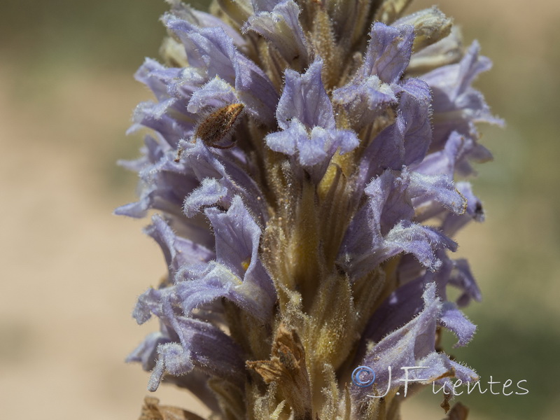 Orobanche gypsogena.07