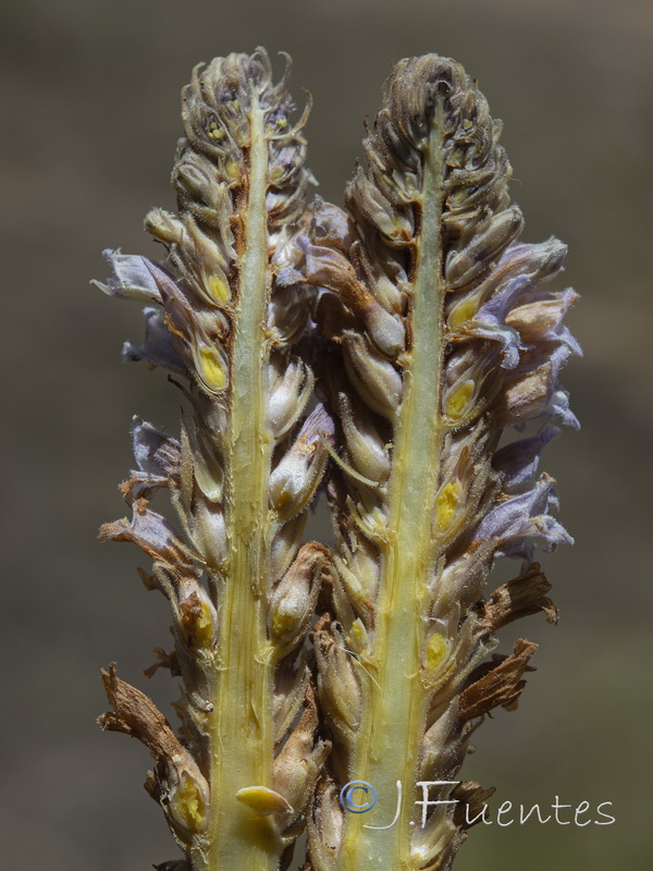 Orobanche gypsogena.08