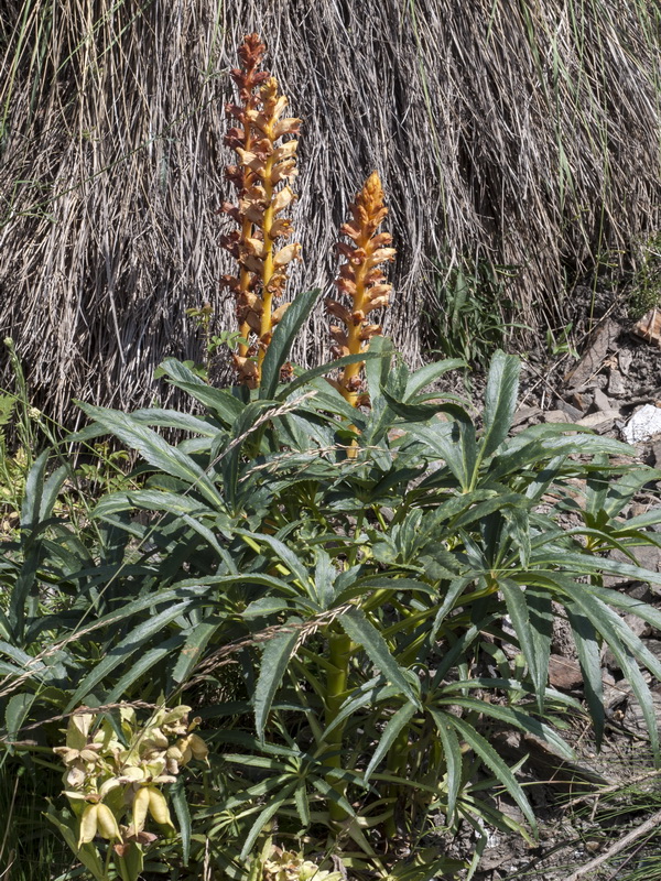 Orobanche haenseleri.01