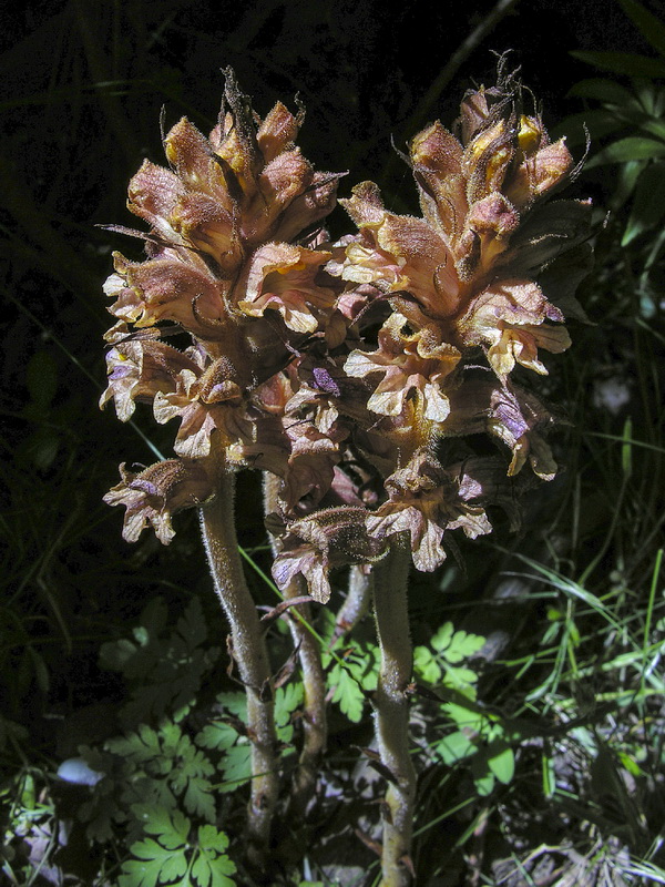 Orobanche haenseleri.04