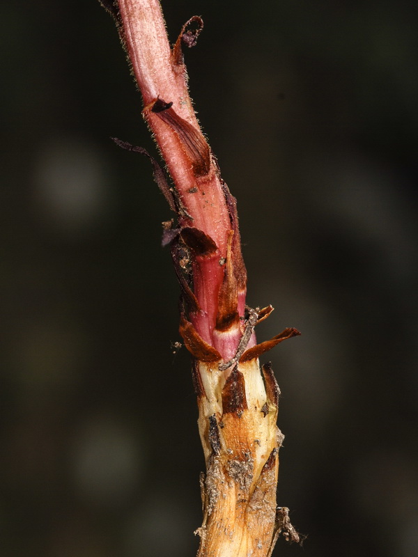 Orobanche haenseleri.06