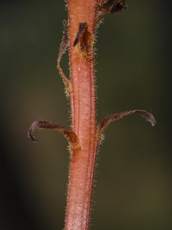 Orobanche haenseleri.07