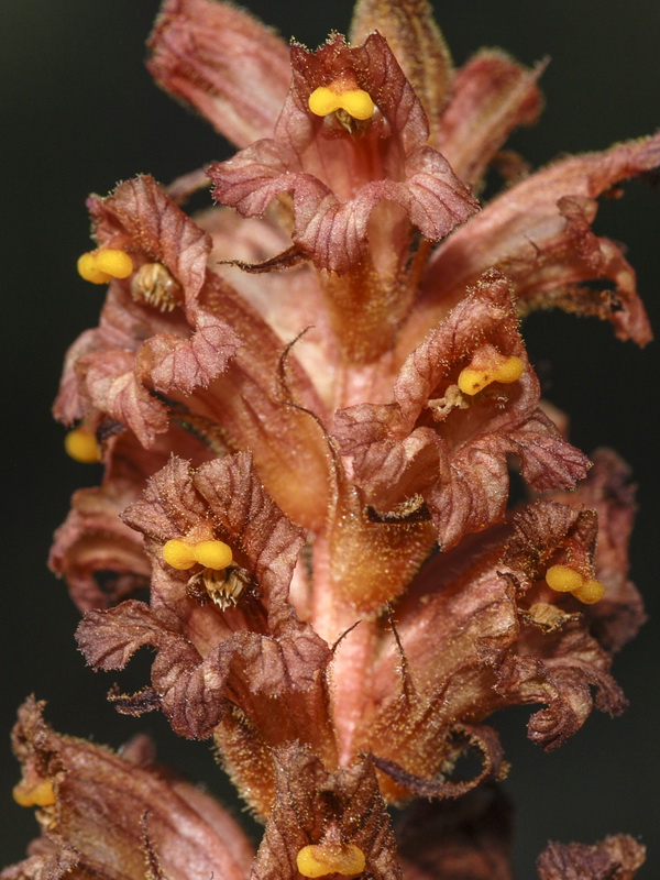 Orobanche haenseleri.11