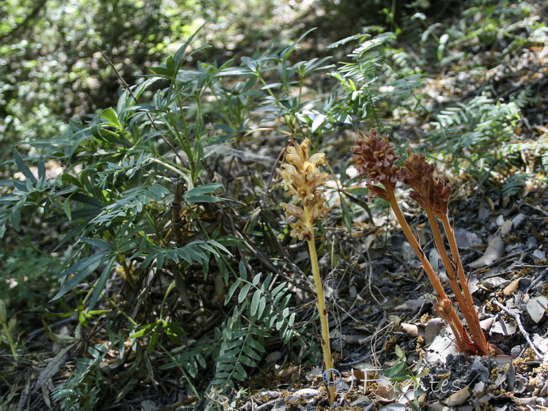 Orobanche haenseleri.16