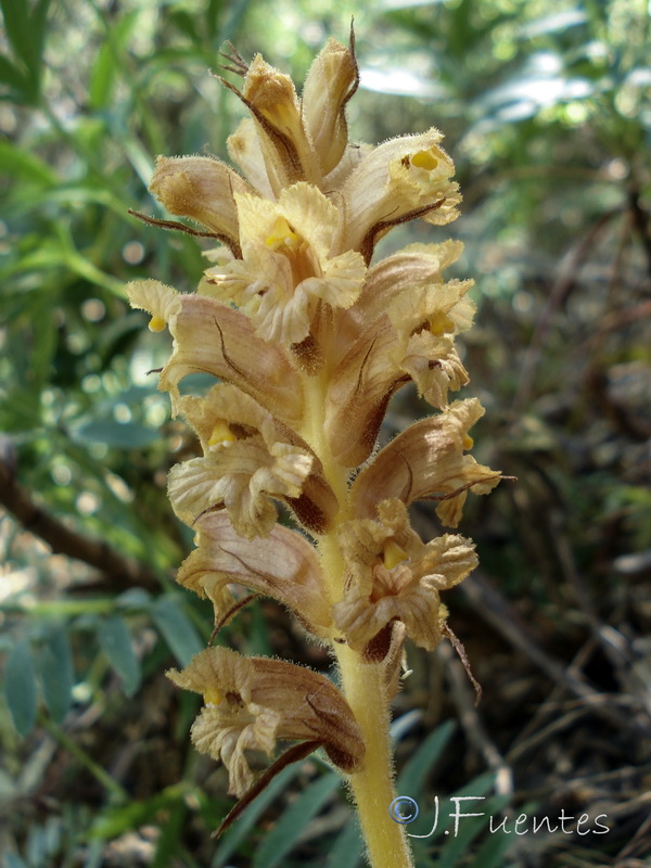 Orobanche haenseleri.18