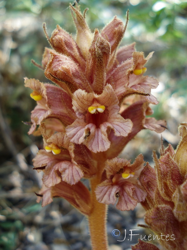 Orobanche haenseleri.20