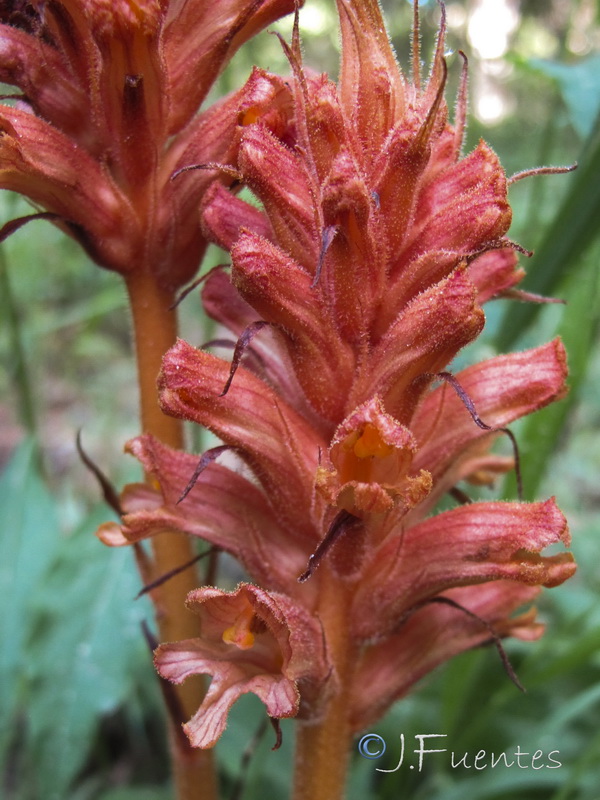 Orobanche haenseleri.22