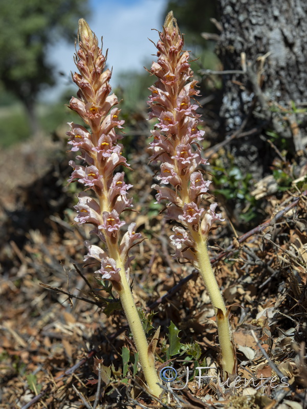 Orobanche haenseleri.23