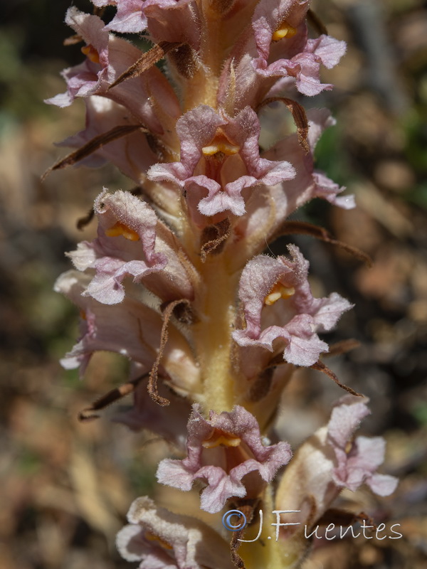 Orobanche haenseleri.25