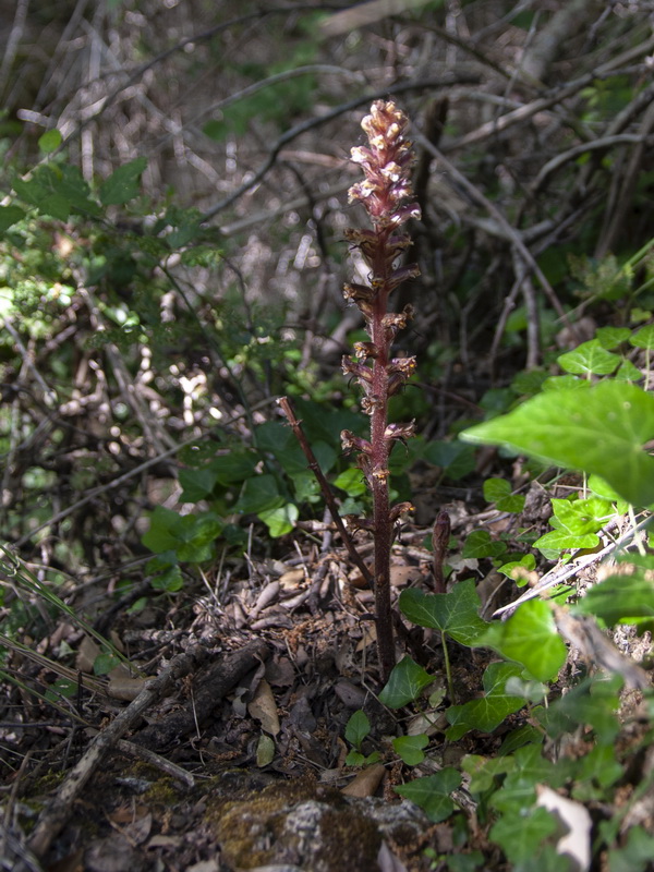 Orobanche hederae.01