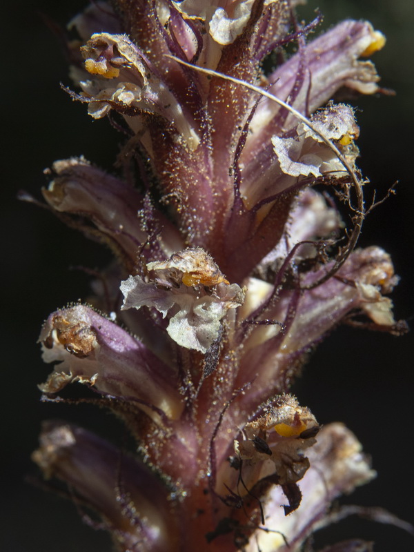 Orobanche hederae.05