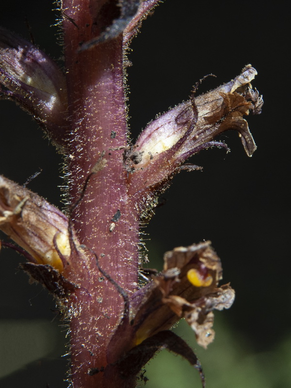 Orobanche hederae.06