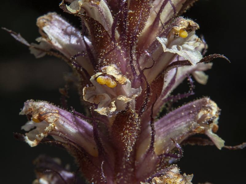 Orobanche hederae.08