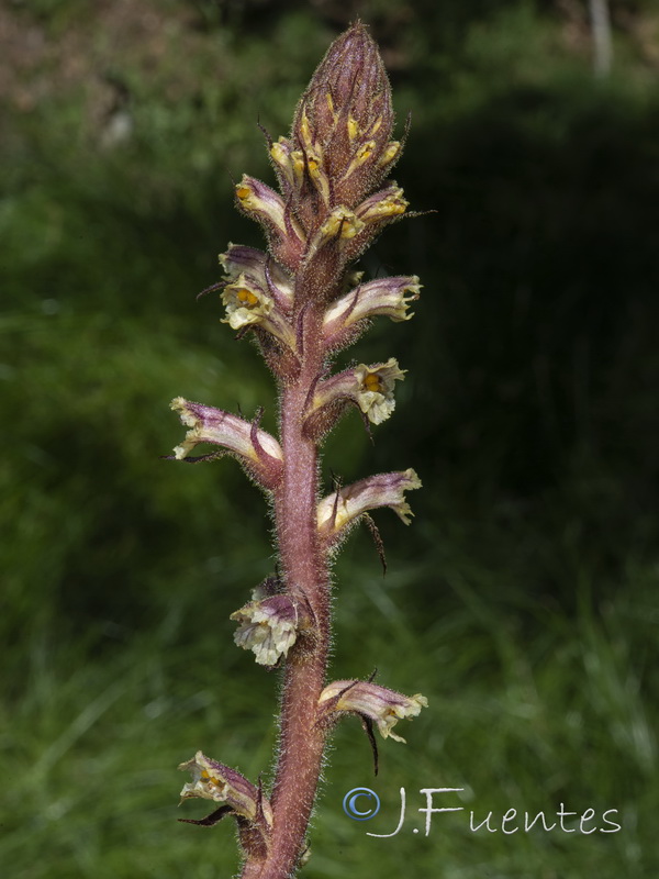 Orobanche hederae.09