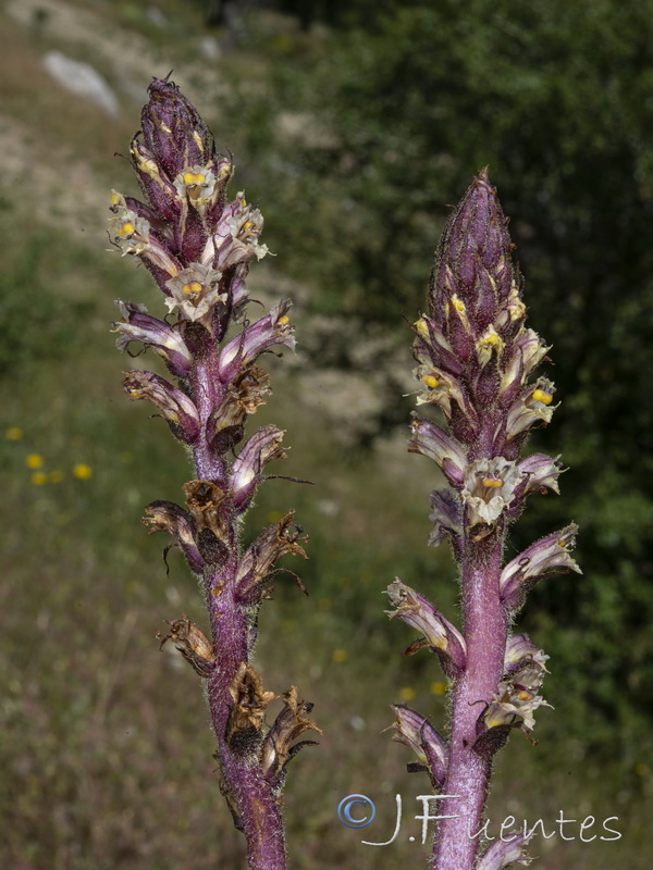 Orobanche hederae.10