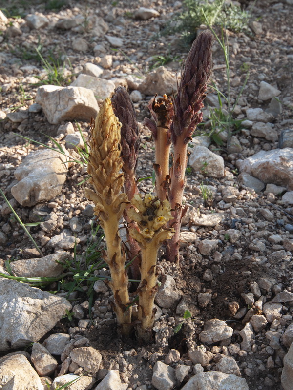 Orobanche icterica.01