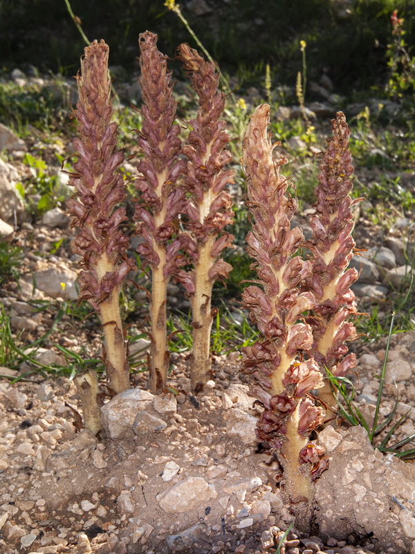 Orobanche icterica.02