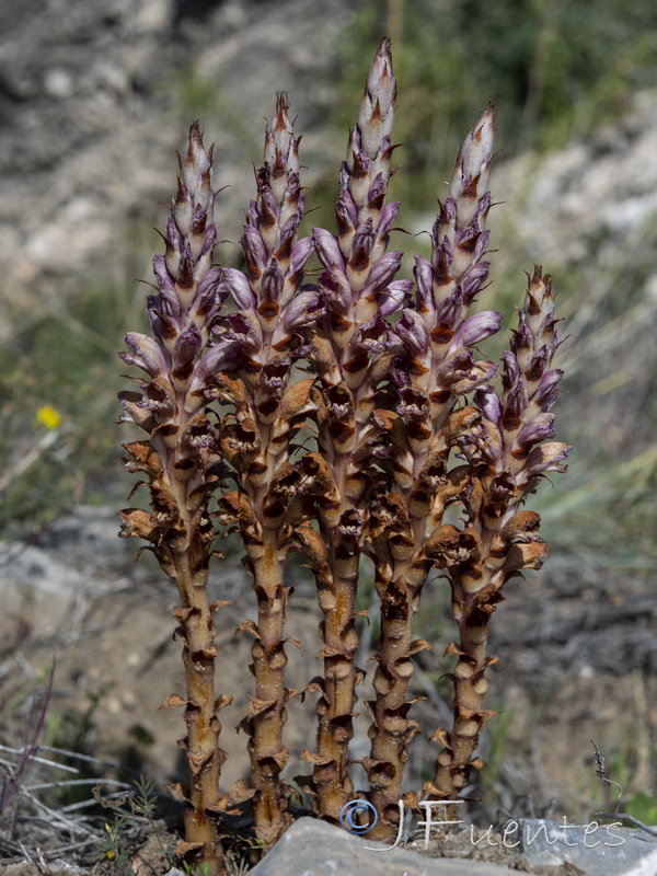 Orobanche latisquama.01