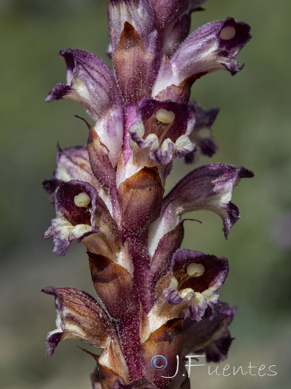 Orobanche latisquama.19