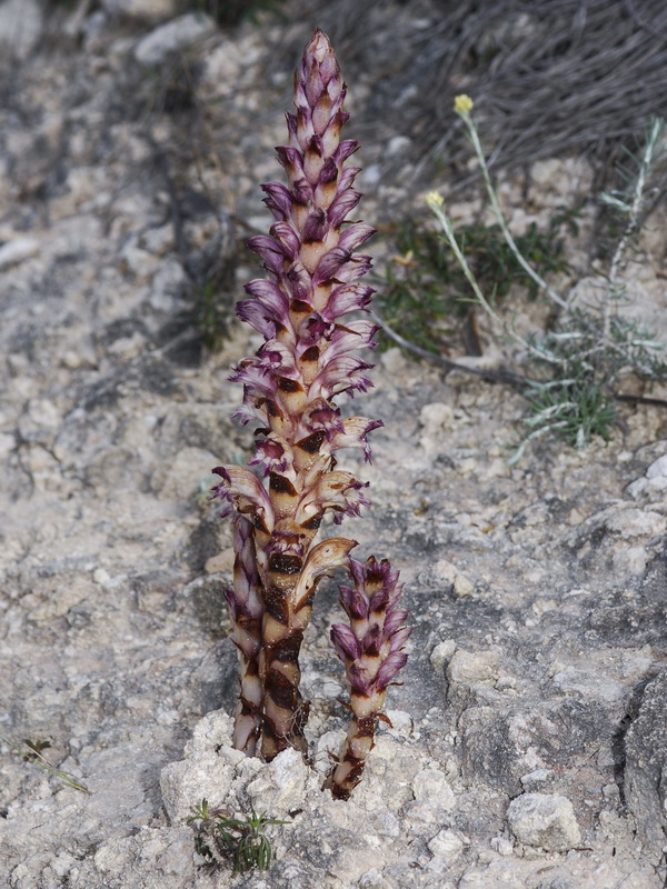 Orobanche latisquama.03