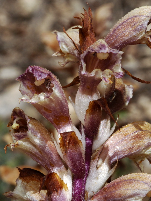 Orobanche latisquama.07