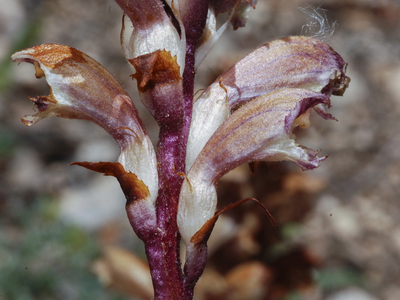 Orobanche latisquama.09