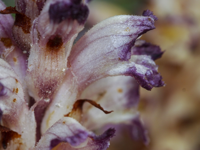 Orobanche latisquama.12