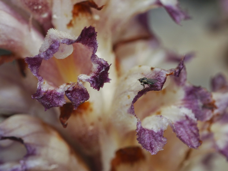 Orobanche latisquama.13