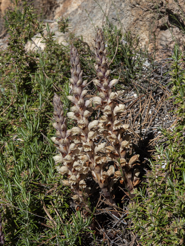 Orobanche latisquama.17