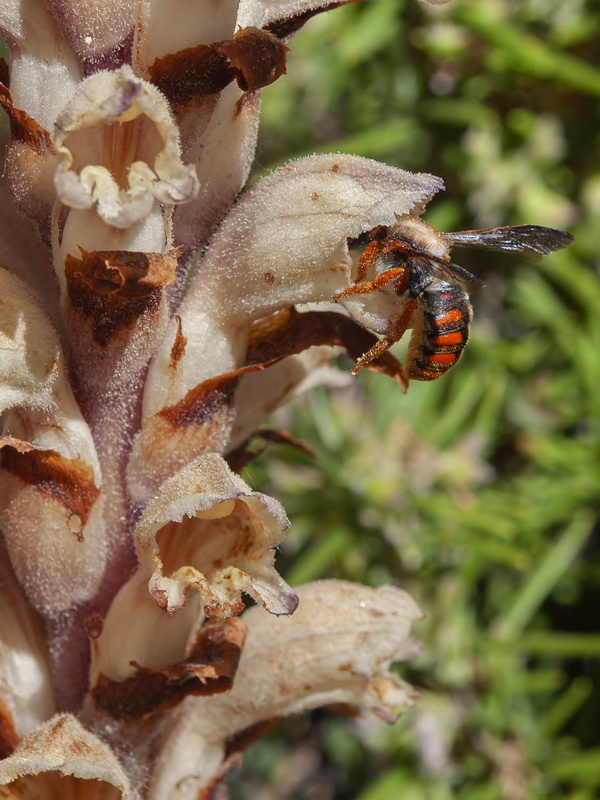 Orobanche latisquama.21