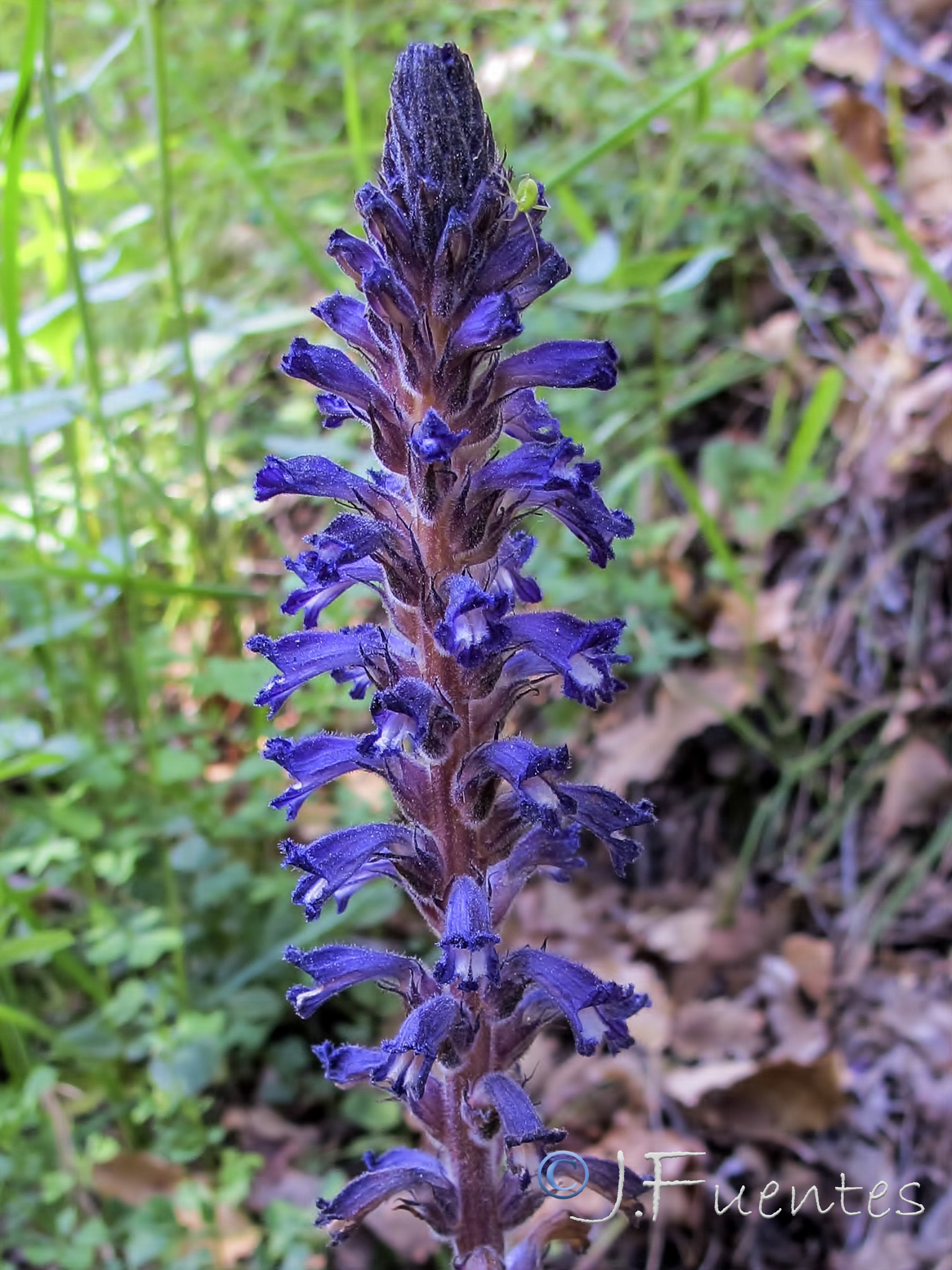 Orobanche lavandulacea.02