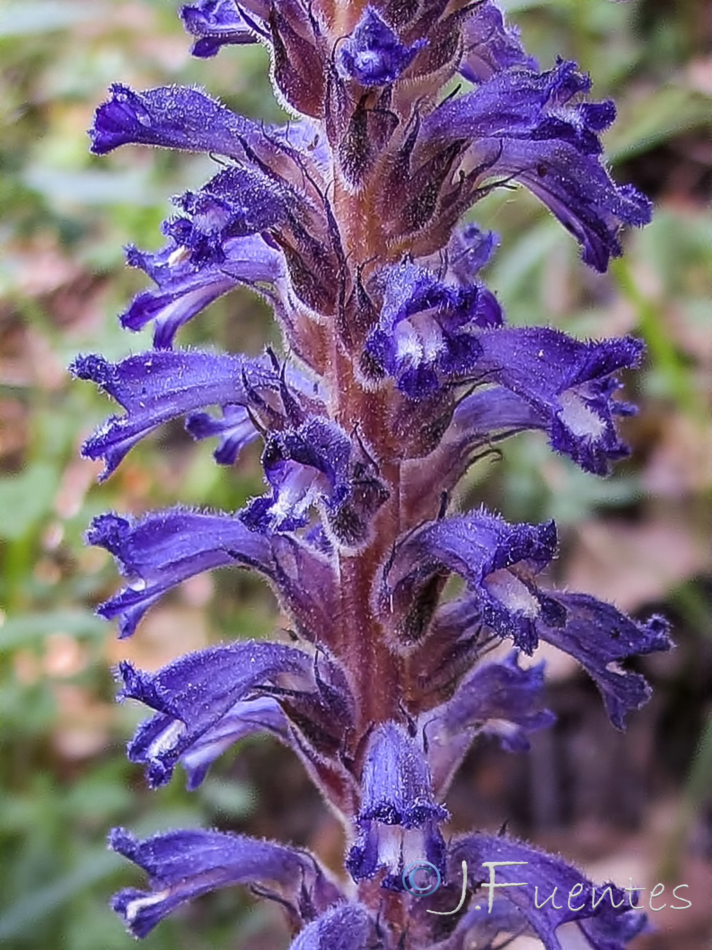 Orobanche lavandulacea.03